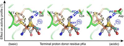 The Contribution of Proton-Donor pKa on Reactivity Profiles of [FeFe]-hydrogenases